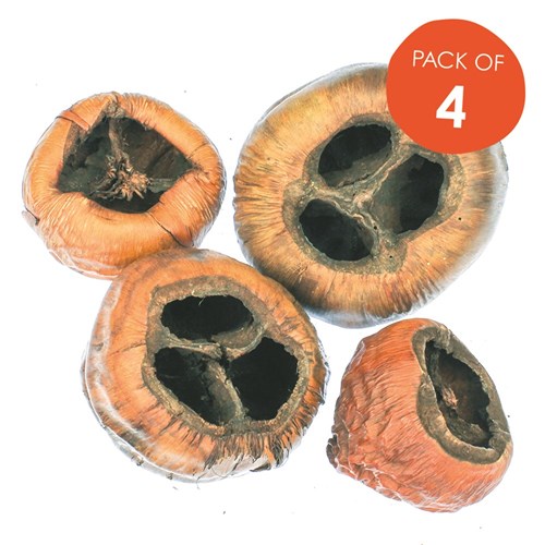 Talami Pods - Pack of 4