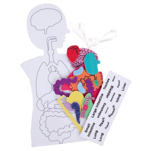 Foam Human Body Diagram CleverKit