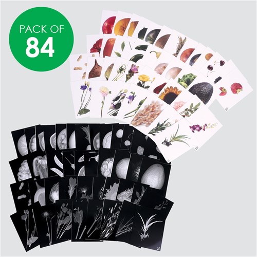 Plant X-Rays - Pack of 84